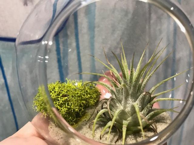 Mkono Hanging Glass Terrarium, 2 Pack Air Plant Holder Globe Hanger Planter customer photo 1