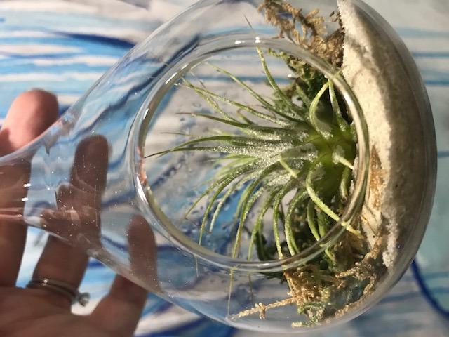Mkono Hanging Glass Terrarium, 2 Pack Air Plant Holder Globe Hanger Planter customer photo 2
