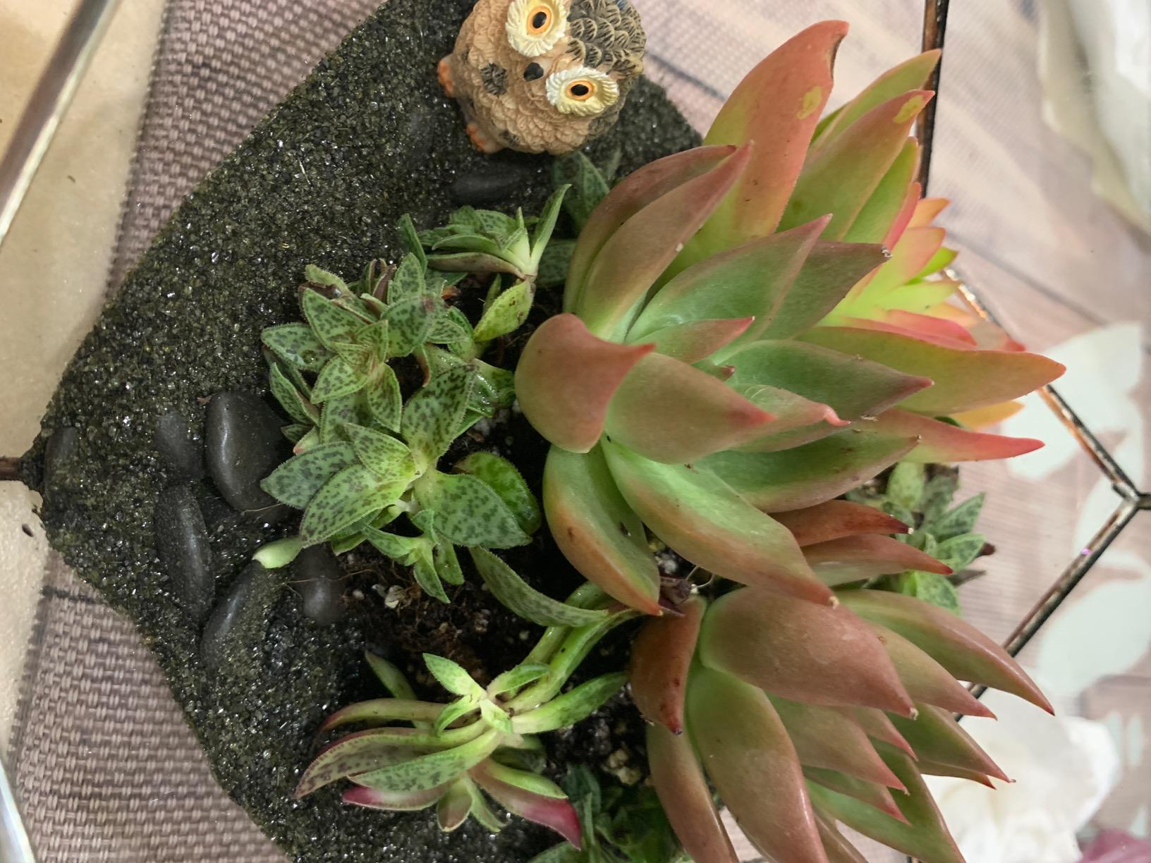 NCYP Small No Door Terrarium Planter - 6.8