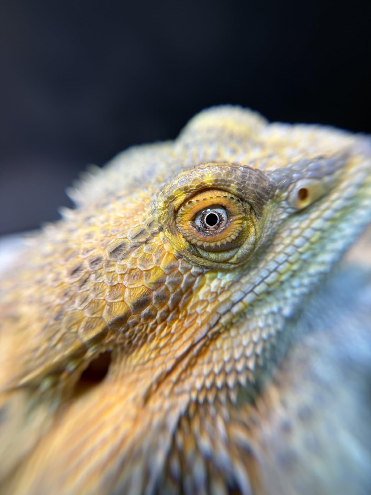 Xenvo Pro Lens Kit for iPhone and Android, Macro and Wide Angle Lens with LED Light and Travel Case customer photo 2