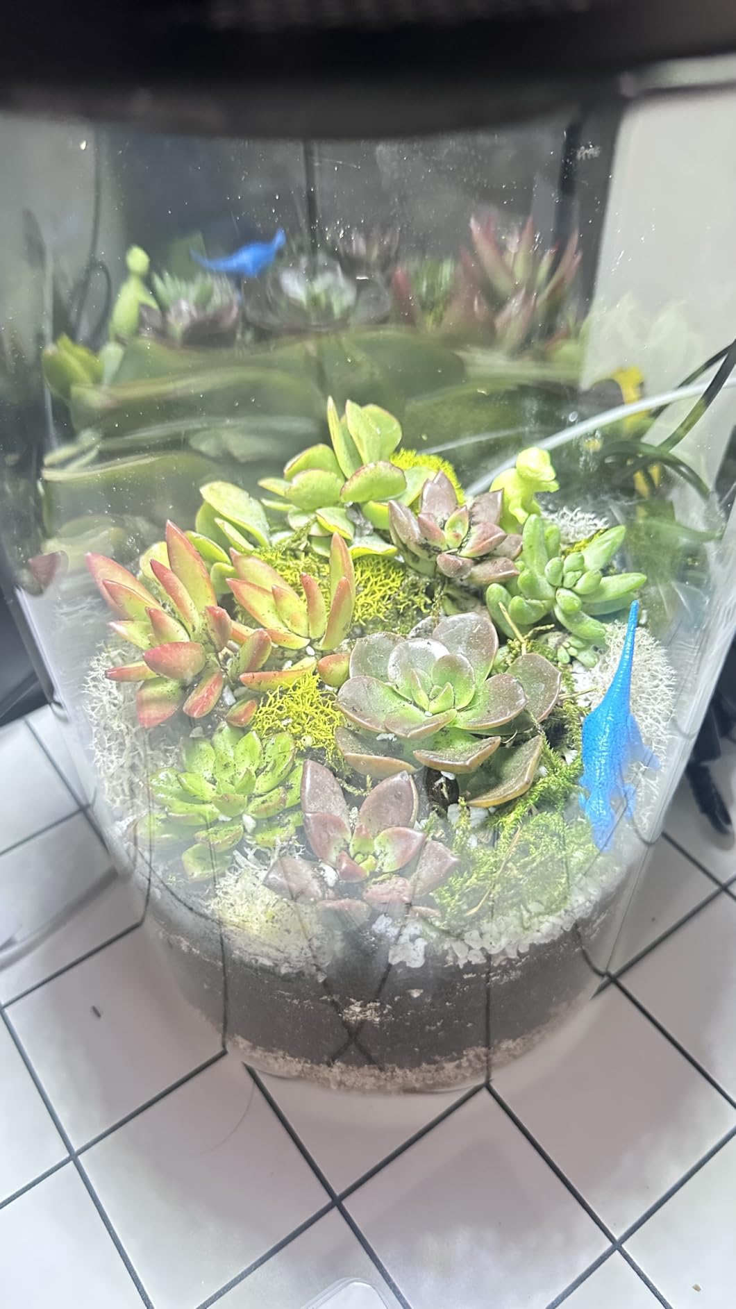 Terrarium Starter Kit | Moss, Vermiculite, Soil, Pebbles, Plant Food, Finishing Tools, Build and Care Guide | DIY Succulent Terrarium for Adults and Kids (Large) customer photo 1