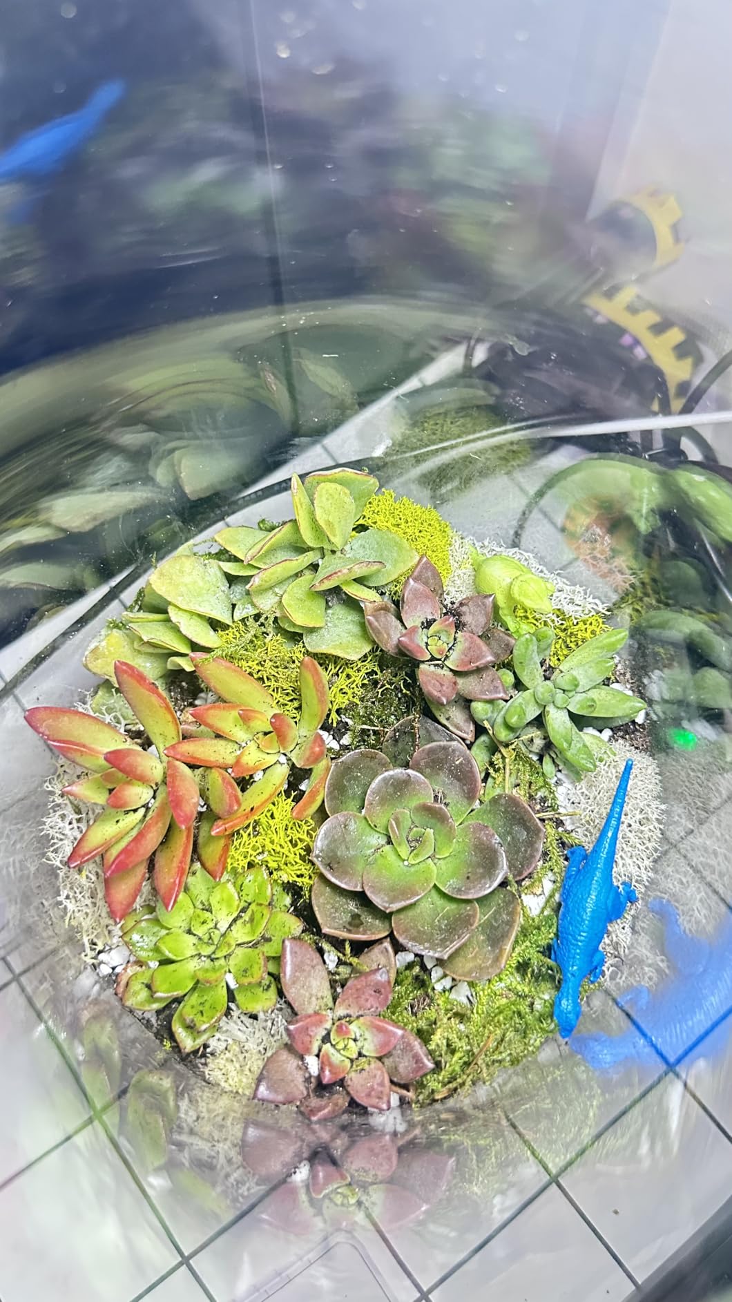 Terrarium Starter Kit | Moss, Vermiculite, Soil, Pebbles, Plant Food, Finishing Tools, Build and Care Guide | DIY Succulent Terrarium for Adults and Kids (Large) customer photo 2