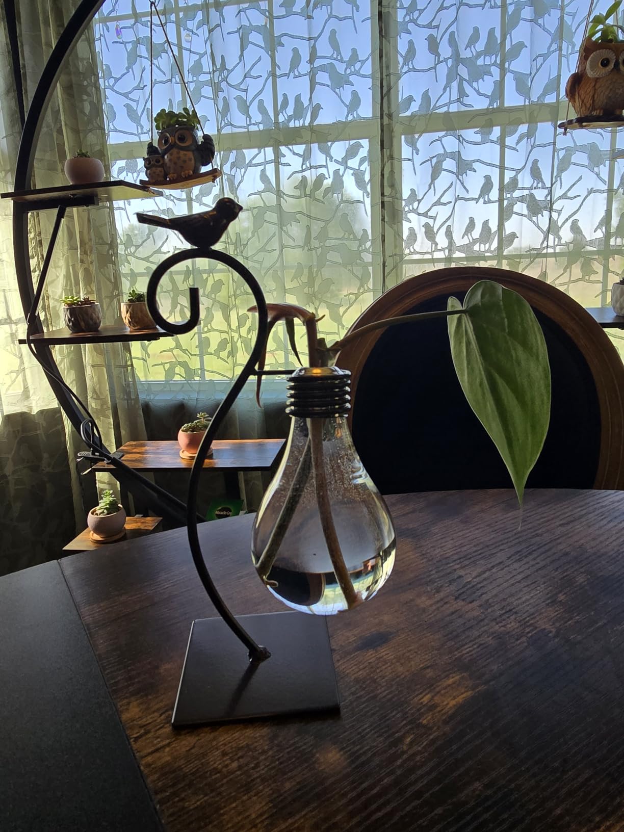 Marbrasse Desktop Glass Planter Hydroponics Vase, Planter Bulb Vase with Holder for Home Decoration, Modern Creative Bird Plant Terrarium Stand, Scindapsus Container customer photo 2