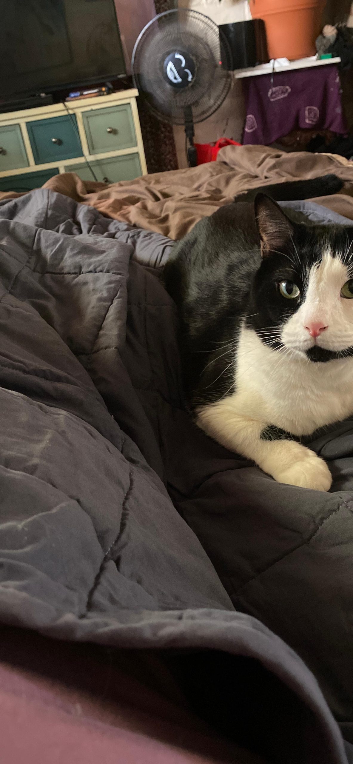 AN Adult Weighted Blankets (15 lbs, 60