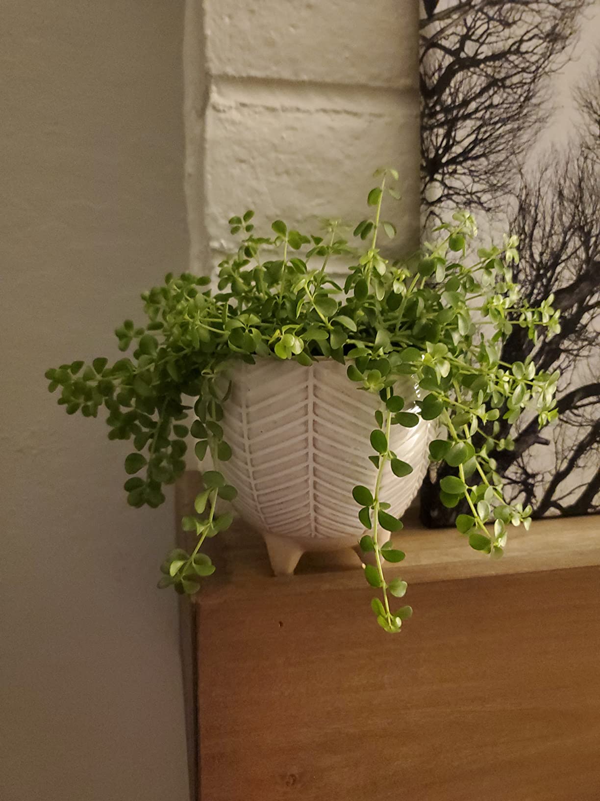 LA JOLIE MUSE Ceramic Plant Pots, Flower Pots for Indoor Plants, Set of 2, 6.7+5.1 Inch Boho Decorative Footed Planter Pot with Drainage Hole for Indoor Plants, Living Room, Bedroom, Home Decor customer photo 2