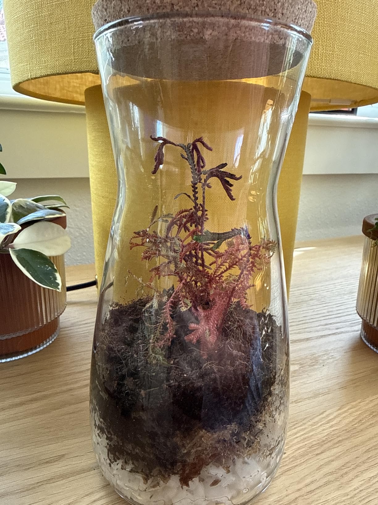 Terrarium Kit for Plants DIY (1 Gallon) | Starter Pack - Closed Ecosystem - 1 Gal Glass - Succulents, Air Plants, Bonsai, Indoor Plants - (Plants Not Included) customer photo 1