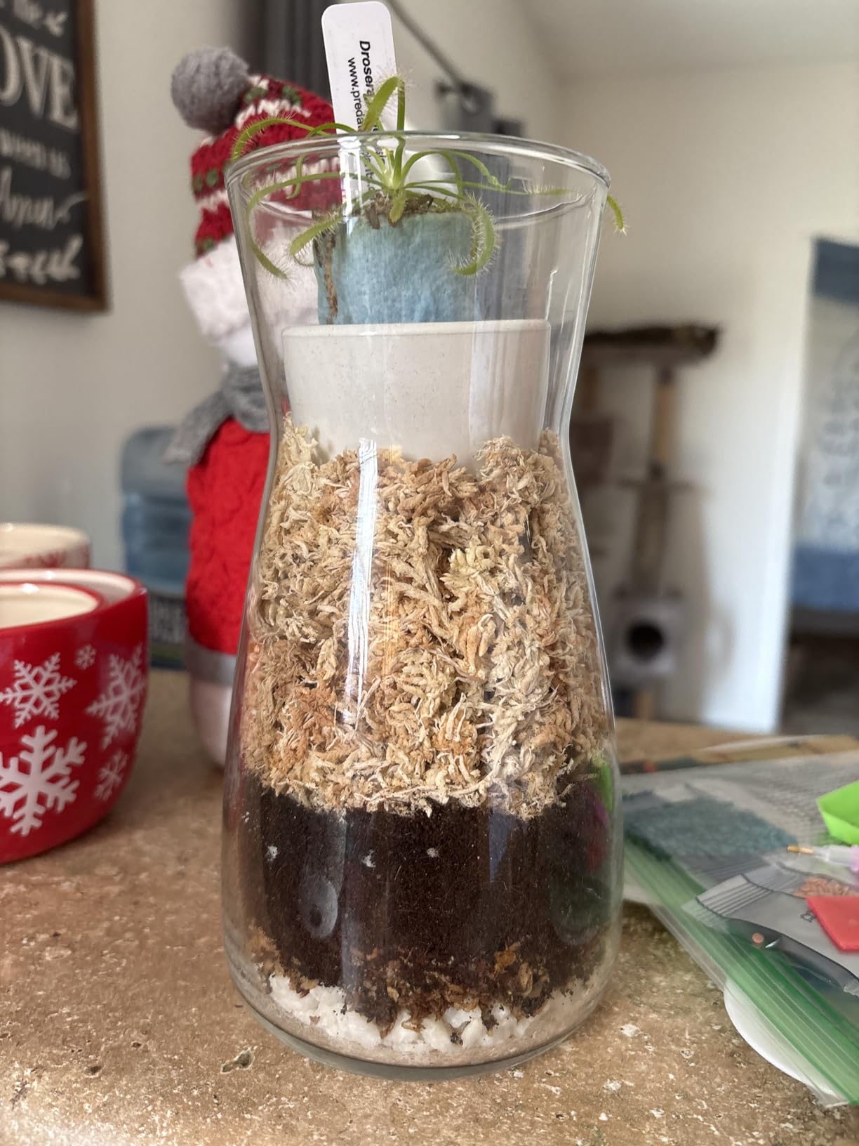 Terrarium Kit for Plants DIY (1 Gallon) | Starter Pack - Closed Ecosystem - 1 Gal Glass - Succulents, Air Plants, Bonsai, Indoor Plants - (Plants Not Included) customer photo 2