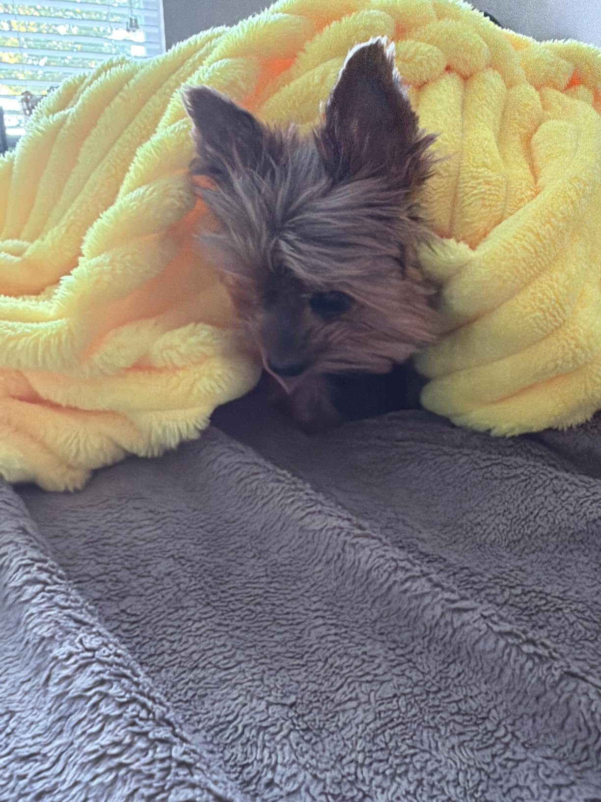 Sage Green Fleece Throw Blanket 50