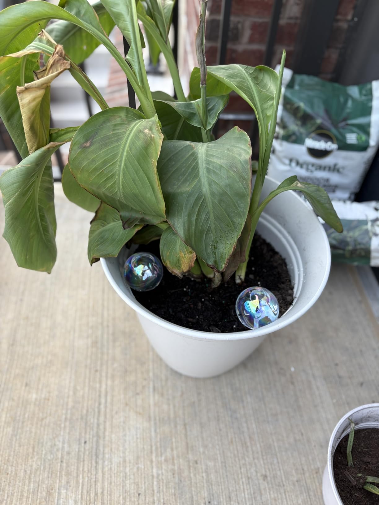 Iridescent Self Watering Globes, Glass Rainbow Plant Watering Globes, Self Watering Planter Insert, Automatic Plant Waterer Indoor (Medium-2 Pcs Iridescent, Medium) customer photo 1