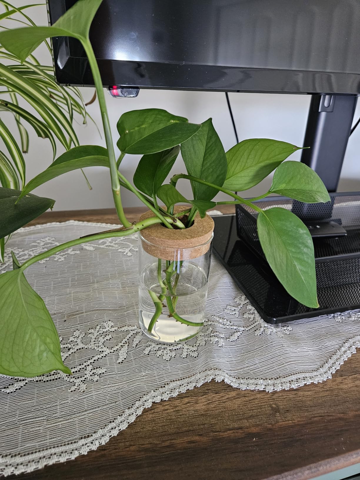 Glass Plant Propagation Stations for Plants - Set of 4 (2 Large & 2 Small) Hydroponic Vases for Plant Cuttings, Flower Arrangements, Home & Office Decor customer photo 2