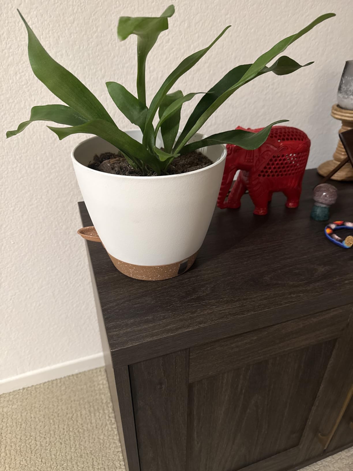 8/9/10 Inch Self Watering Pots, Plastic Flower Pots with Multi Mesh Drainage Holes and Water Level Indicator & Deep Reservoir for Indoor Outdoor Garden Plants and Flowers (White) customer photo 2