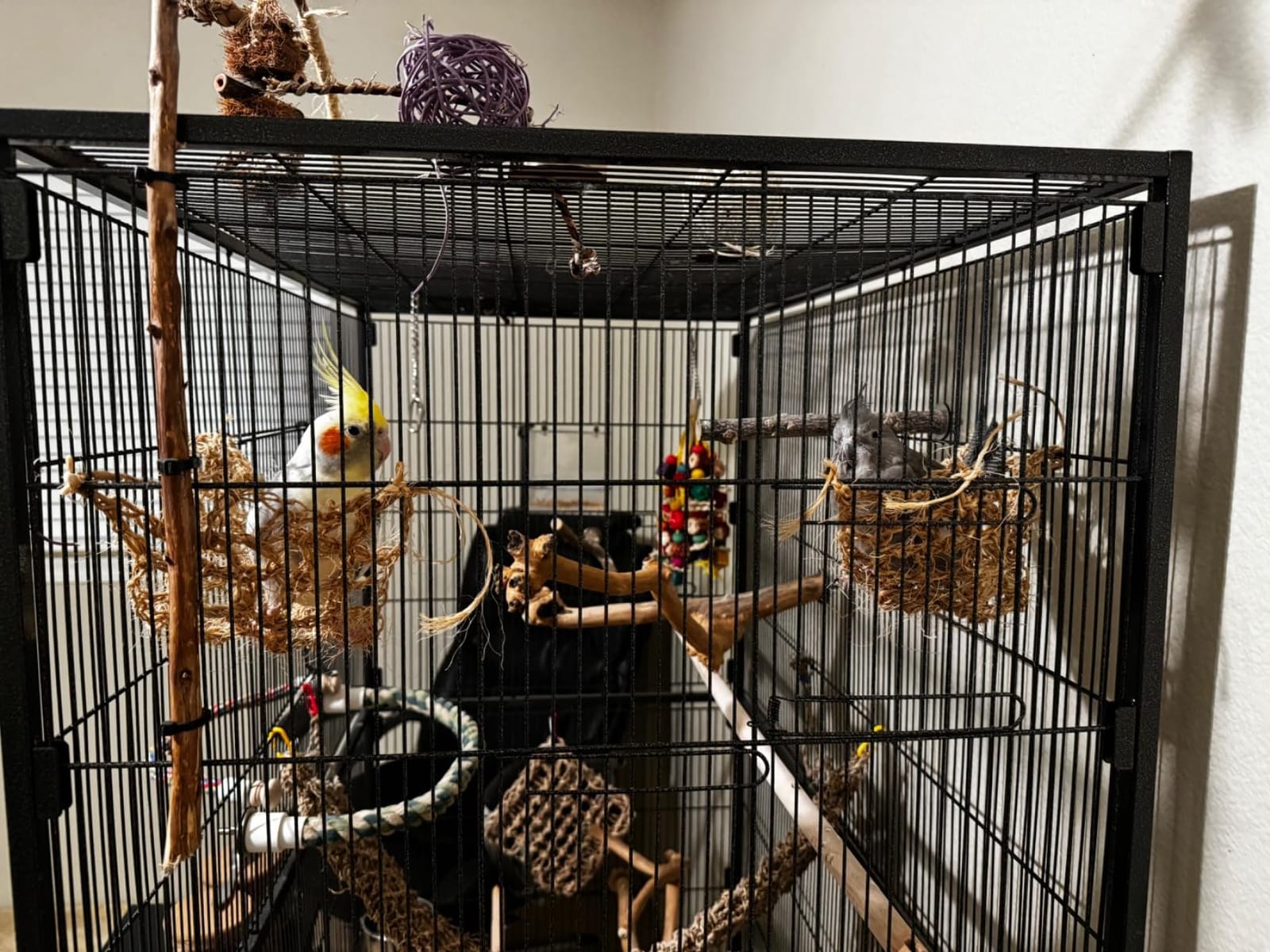 Prevue Hendryx Pet Products Wrought Iron Flight Cage - Big Rolling Bird Cage for Parakeets, Cockatiels, Conures, Lovebirds, Canaries, Finches, Parrotlets, & Caiques, 5 Ft - X-Large, Hammertone Black customer photo 2