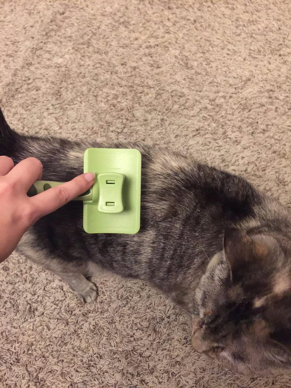 Coastal Pet Safari - Cat Self-Cleaning Slicker Brush - Cat Grooming Supplies customer photo 1