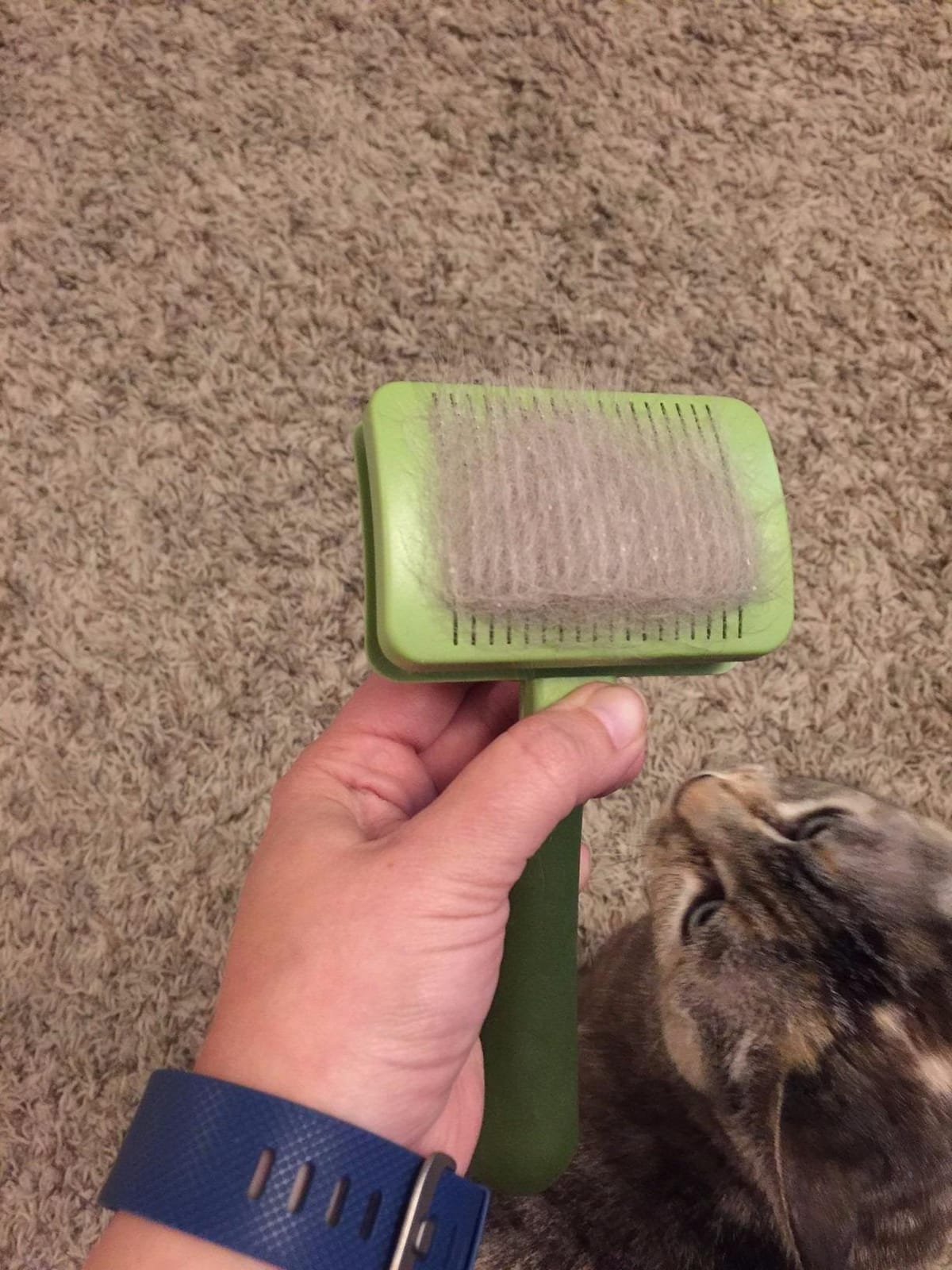 Coastal Pet Safari - Cat Self-Cleaning Slicker Brush - Cat Grooming Supplies customer photo 2