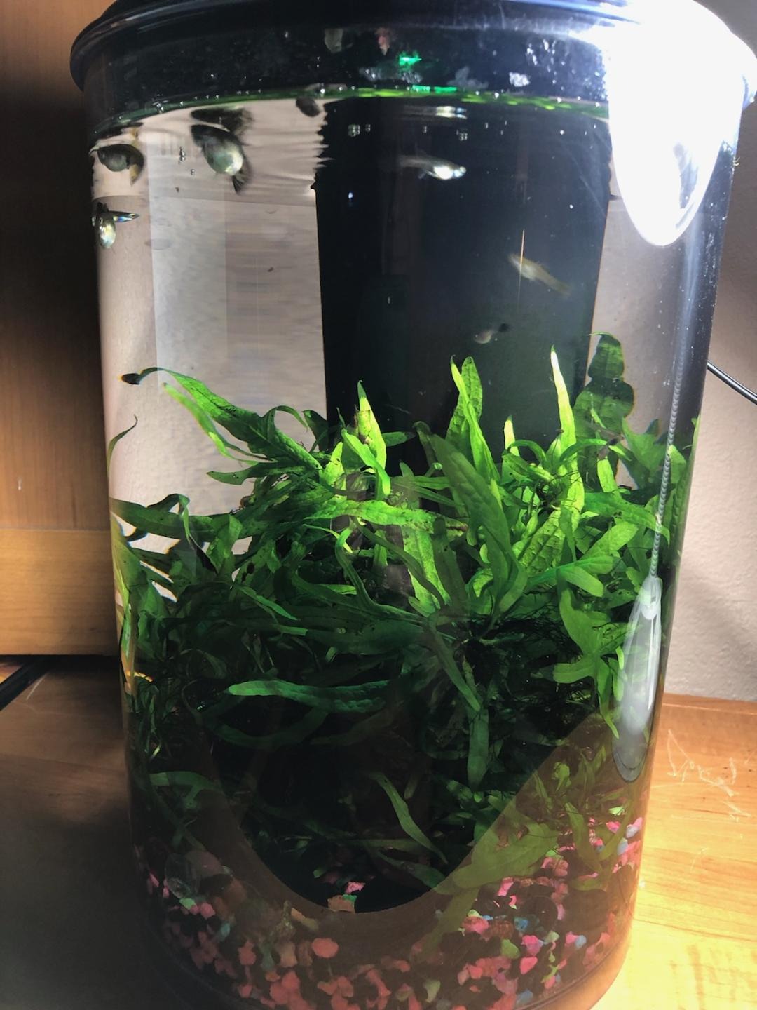 Koller Products AquaView 3-Gallon 360 Aquarium with LED Lighting (7 Color Choices) and Power Filter, 10.25 x 10.25 x 14.5 customer photo 1