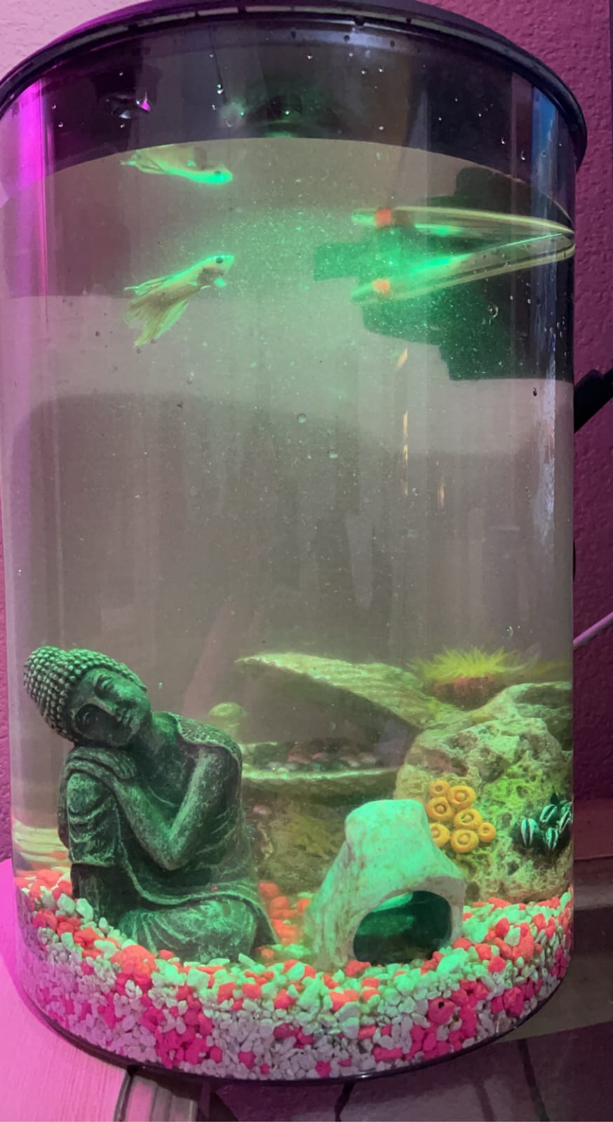 Koller Products AquaView 3-Gallon 360 Aquarium with LED Lighting (7 Color Choices) and Power Filter, 10.25 x 10.25 x 14.5 customer photo 2