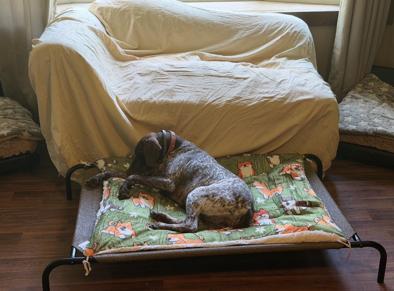Coolaroo Original Elevated Dog Bed - Breathable Off-The-Ground Pet Bed with Cooling Fabric, Joint Relief & Moisture-Resistant Fabric, 100% Recyclable, Easy Clean, Grey, Medium customer photo 1