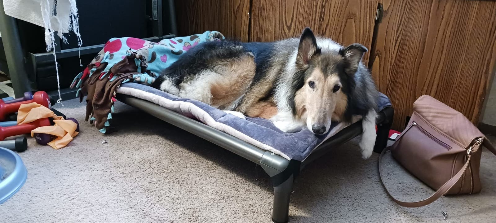 Kuranda Chewproof Elevated Dog Bed - Walnut PVC - 30