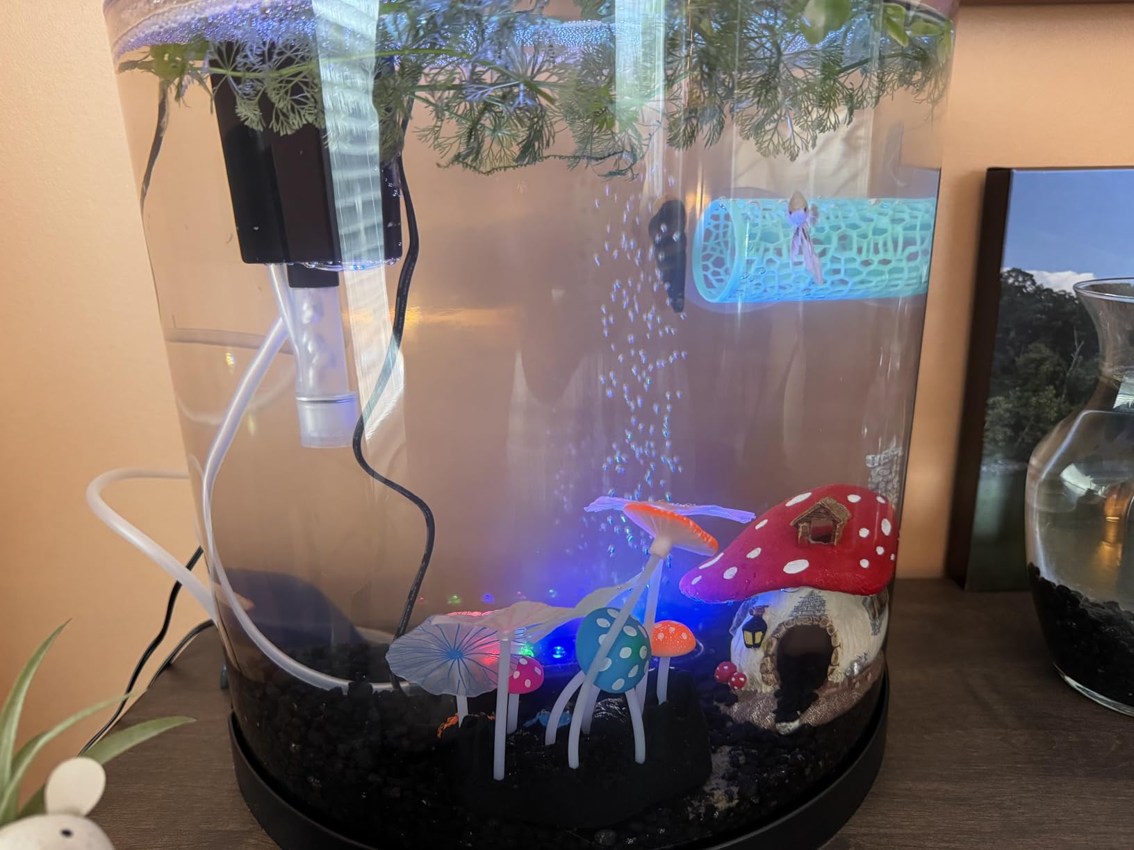 Tetra ColorFusion Starter 3 Gallon Fish Tank Kit for Small Freshwater Fish customer photo 1
