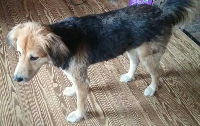 Wahl USA Lithium Ion Pro Series Cordless Animal Clippers – Rechargeable, Heavy-Duty, Electric Dog & Cat Grooming Kit for Small & Large Breeds with Thick to Heavy Coats – Model 9766 customer photo 1