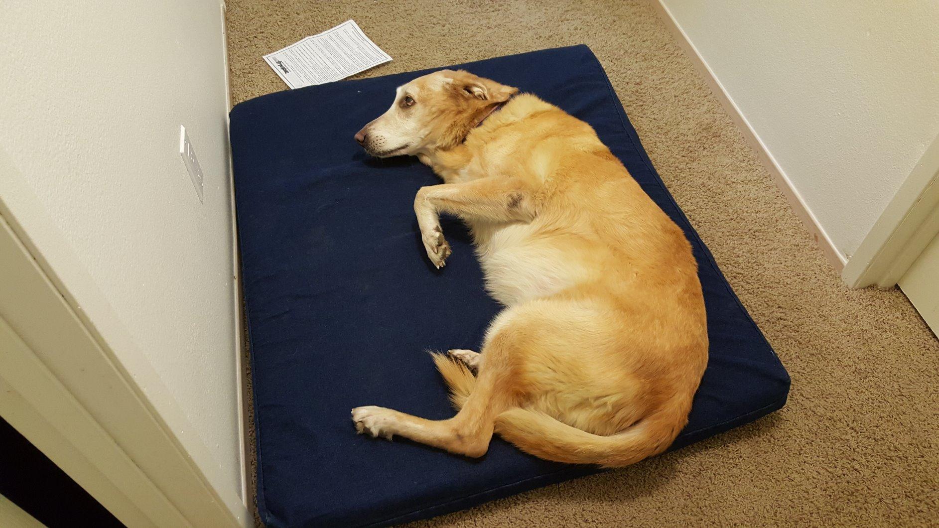 Dogbed4less Extra Large Orthopedic Memory Foam Dog Bed for Large Dogs with Durable Waterproof Internal Case, Removable Washable Denim Cover and Bonus Pet Bed Cover, 47X29X4 Fits 48X30 Dog Crate, Blue customer photo 1