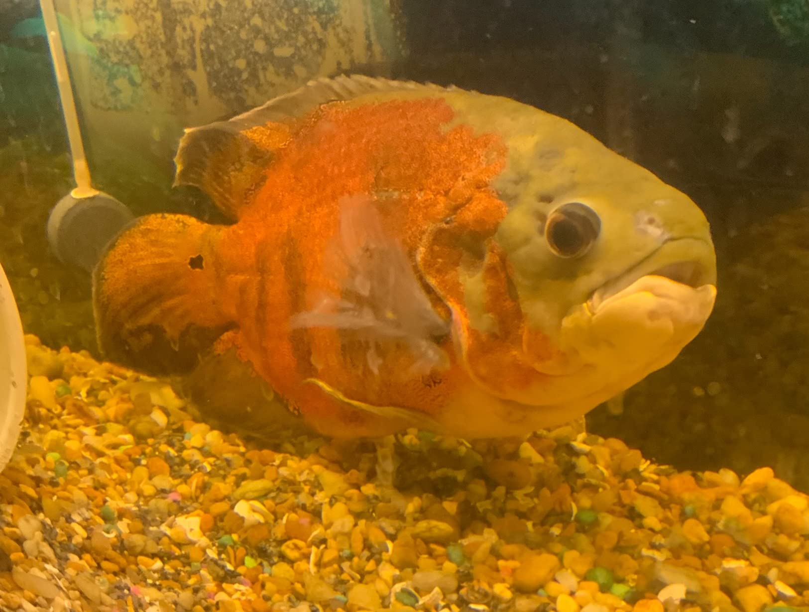 Fluval FX4 High Performance Aquarium Filter, up to 250 Gal. customer photo 2