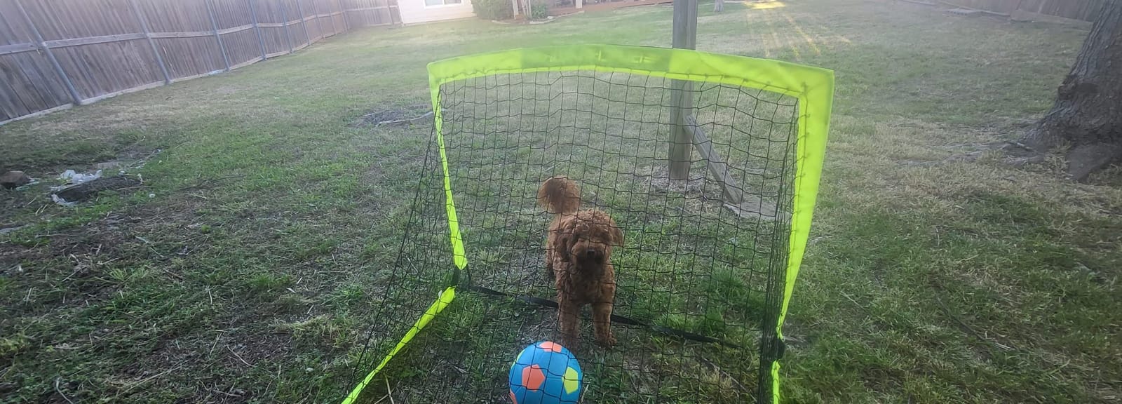 Franklin Sports Blackhawk Backyard Soccer Goal - Portable Pop Up Soccer Nets - Youth + Adult Folding Indoor + Outdoor Goals - Multiple Sizes + Colors customer photo 1