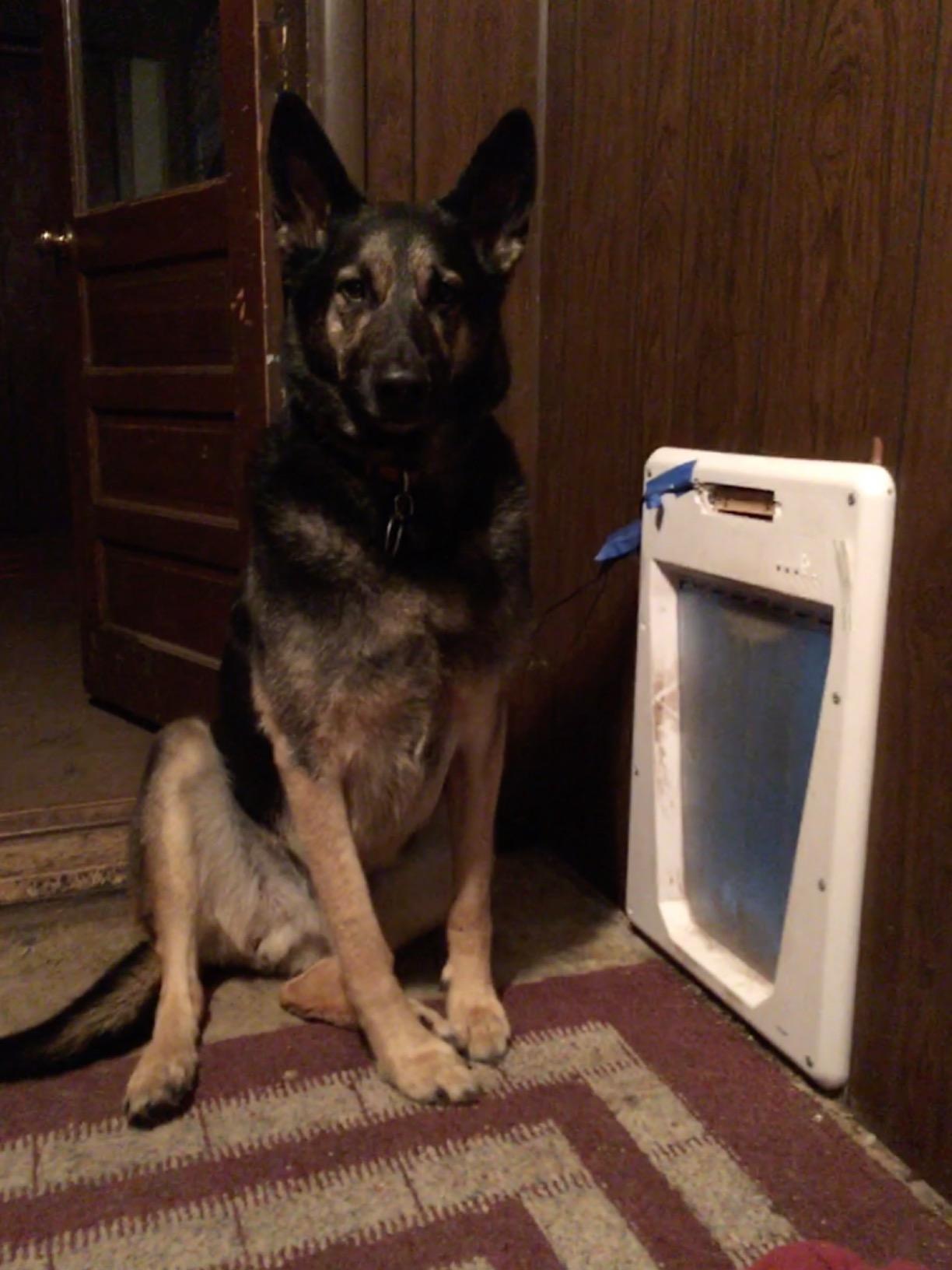 PetSafe Electronic SmartDoor - White, Large with Extra SmartKey customer photo 1