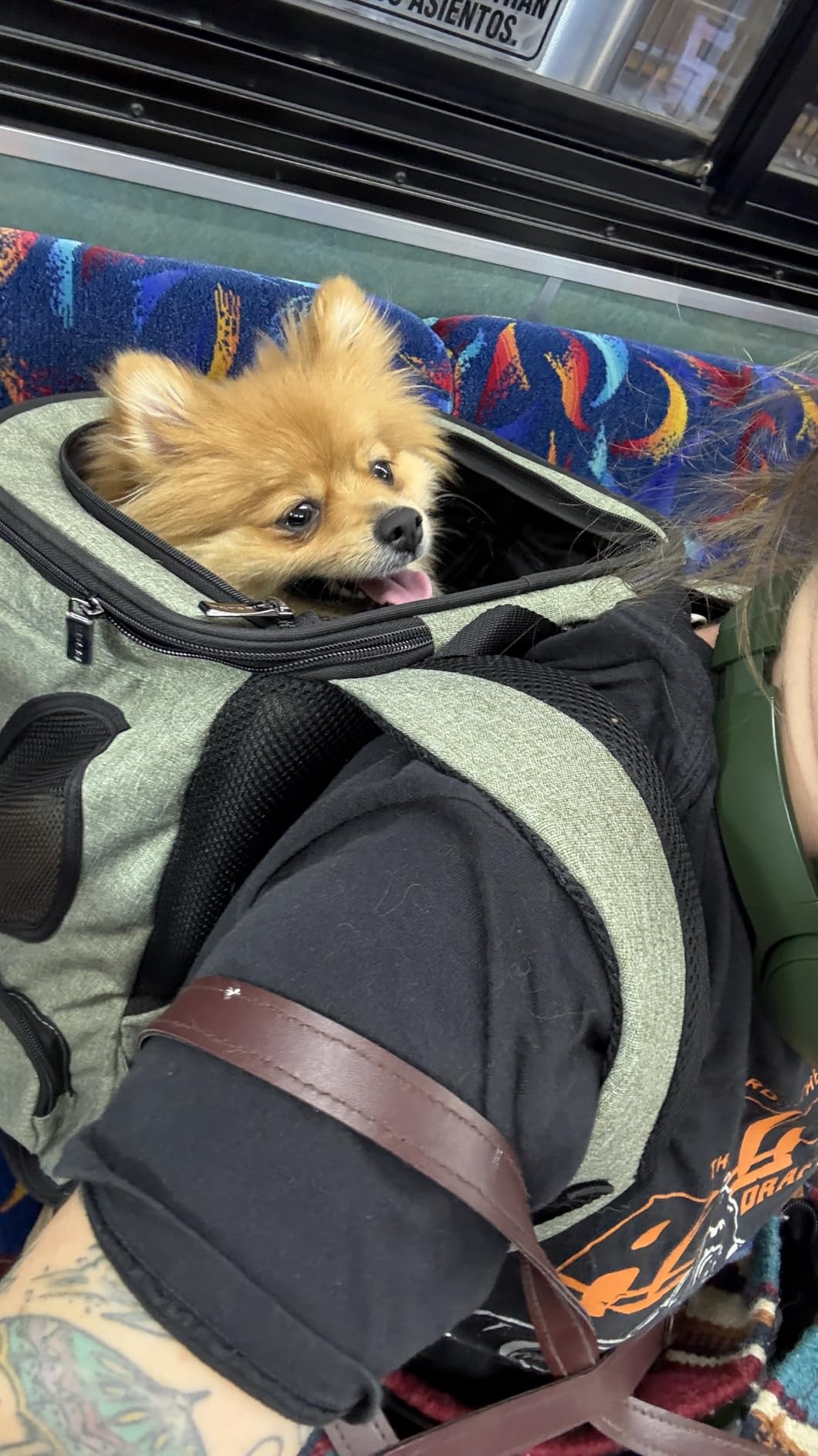 Petsfit Pet Backpack Carrier Easy-Fit Dog Travel Backpack Carrier for Hiking Walking Cycling Suitable for Small Medium Dogs Cats and Rabbits up to 22 Pounds, Green customer photo 1