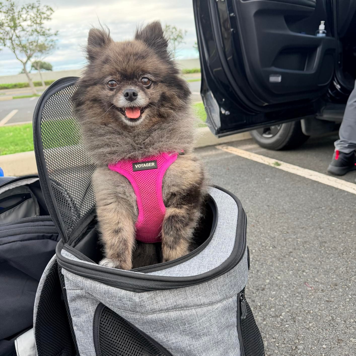 Petsfit Pet Backpack Carrier Easy-Fit Dog Travel Backpack Carrier for Hiking Walking Cycling Suitable for Small Medium Dogs Cats and Rabbits up to 22 Pounds, Green customer photo 2