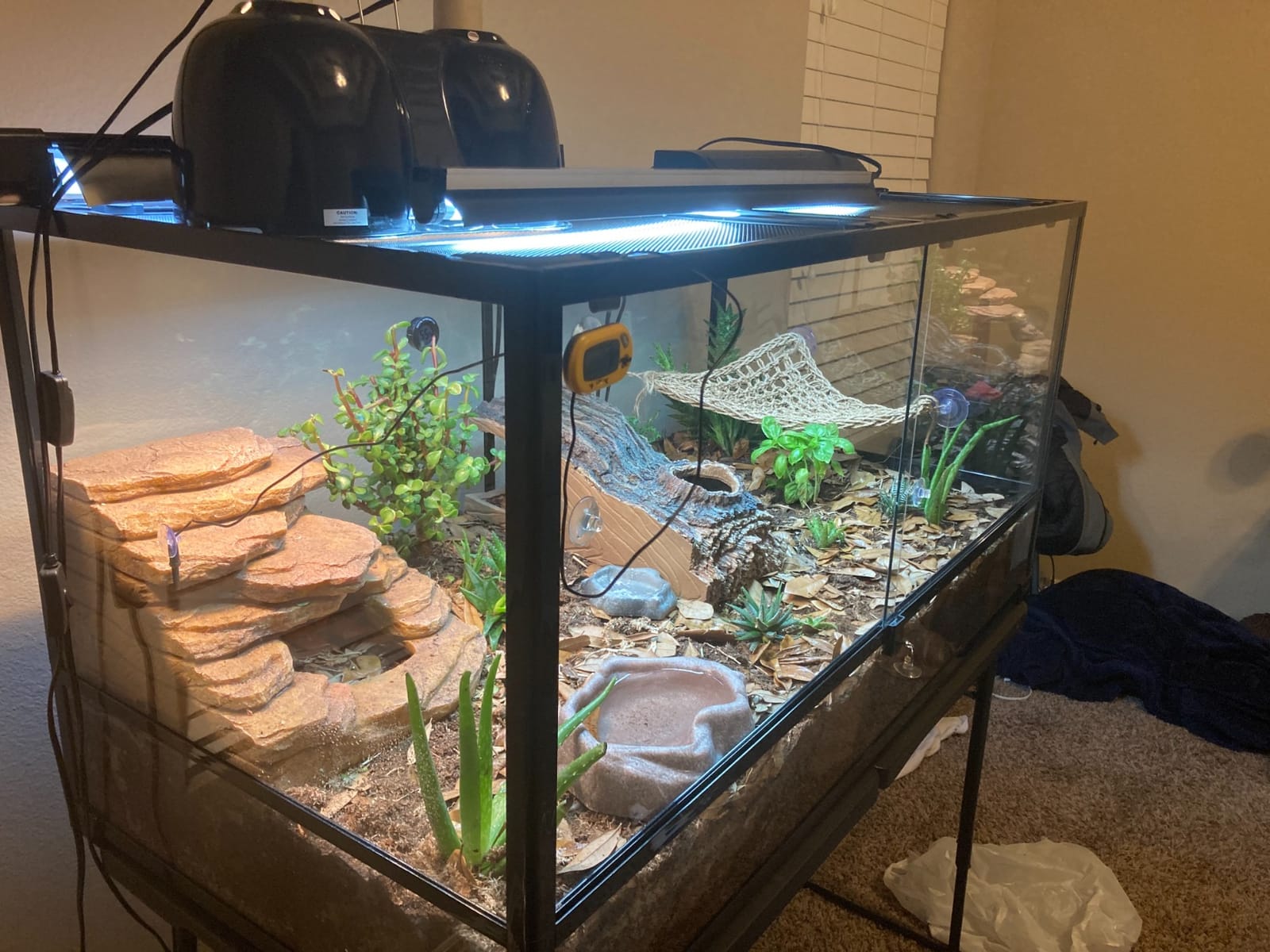36Lx18Wx18H Reptile Terrarium, 50 Gallon Reptile Tank customer photo 2