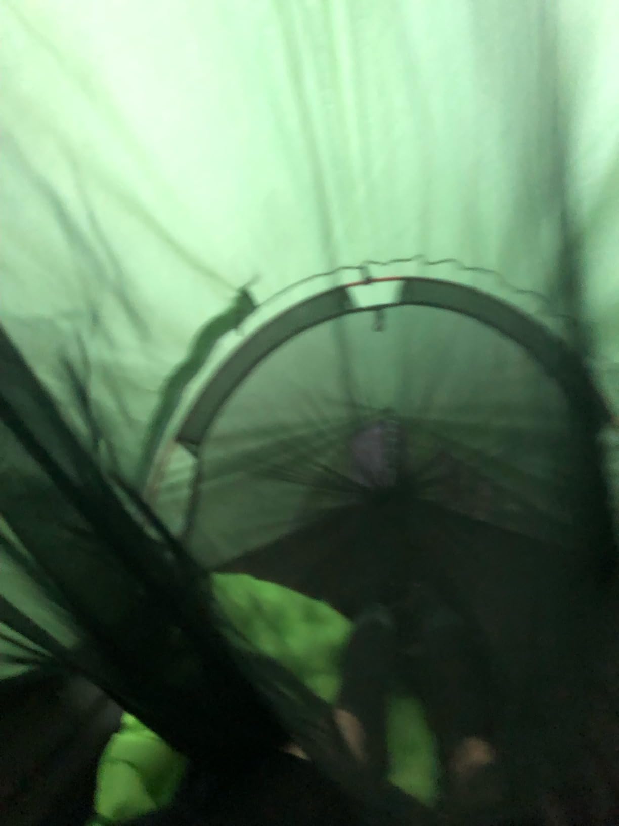 WintMing Hammock with Mosquito Net and Rain Fly Cover 3 in 1 Camping Hammock Tent 440lbs Load customer photo 1