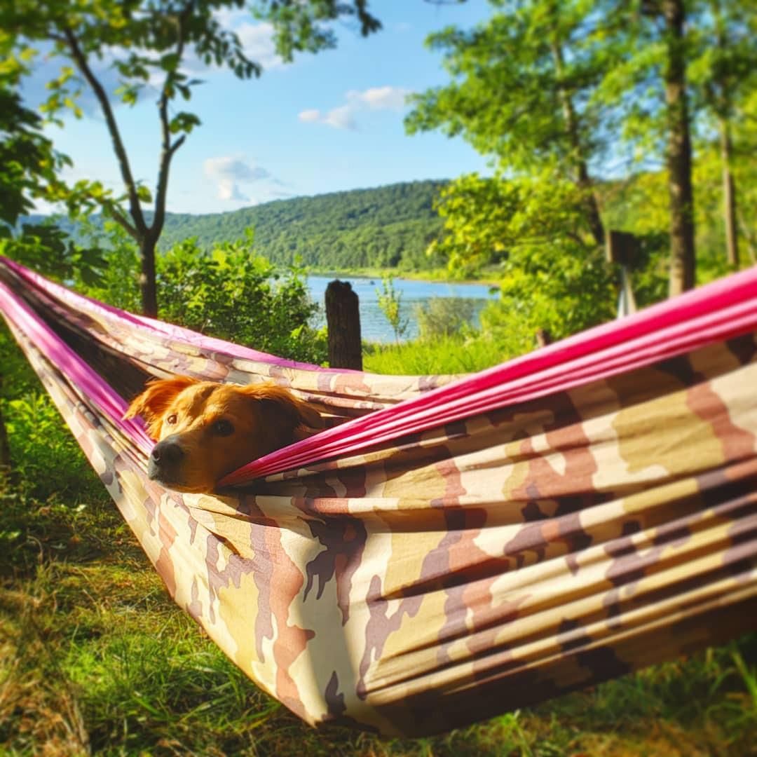 Gold Armour Camping Hammock - XL Double Hammock Portable Hammock Camping Accessories Gear for Outdoor Indoor with Tree Straps, USA Based Brand (Black and Gray) customer photo 1