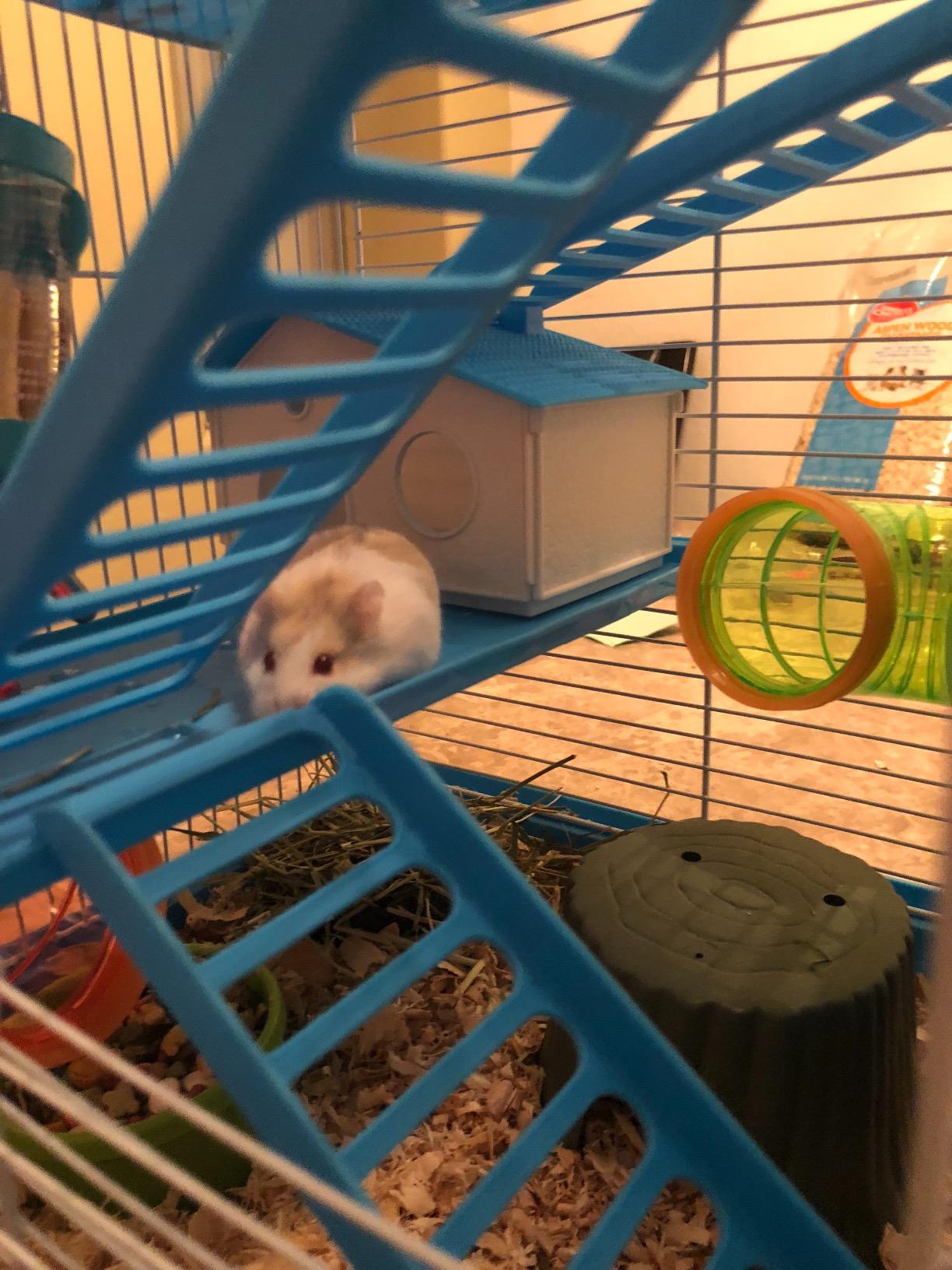 5-Level Large Crossover Twin Towner Tube Tunnel Habitat Hamster Rodent Gerbil Mouse Mice Rat Cage (Blue) customer photo 1