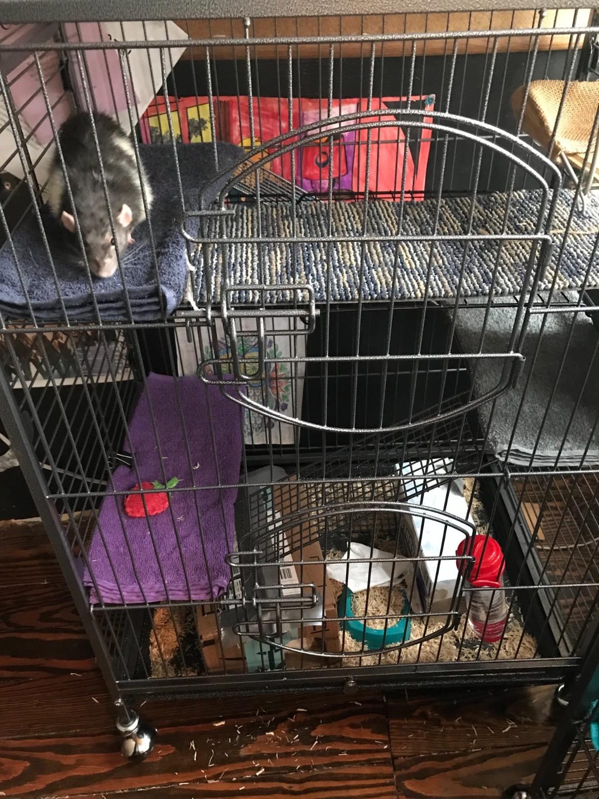 Yaheetech 52-inch Ferret Cage 6 Level Metal Rat Cage with 3 Front Doors/Feeder/Wheels Small Animal Cage for Ferret/Chinchilla/Bunny/Rabbit/Squirrel, Black customer photo 2
