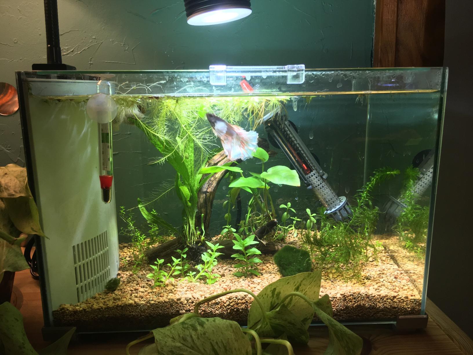 Lominie LED Aquarium Light, Planted Tank Light 4 Channels Remote Control 6500K Aquarium LED Lamp for Freshwater Fish Tank Refugium with Gooseneck (A20 Freshwater) customer photo 2