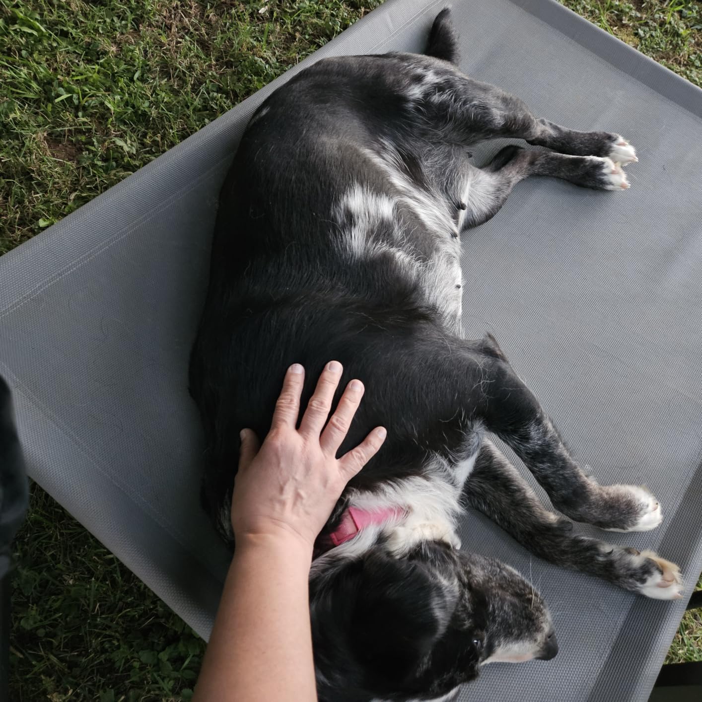 Amazon Basics Cooling Breathable Elevated Dog Bed with Metal Frame for Large Dogs, 51