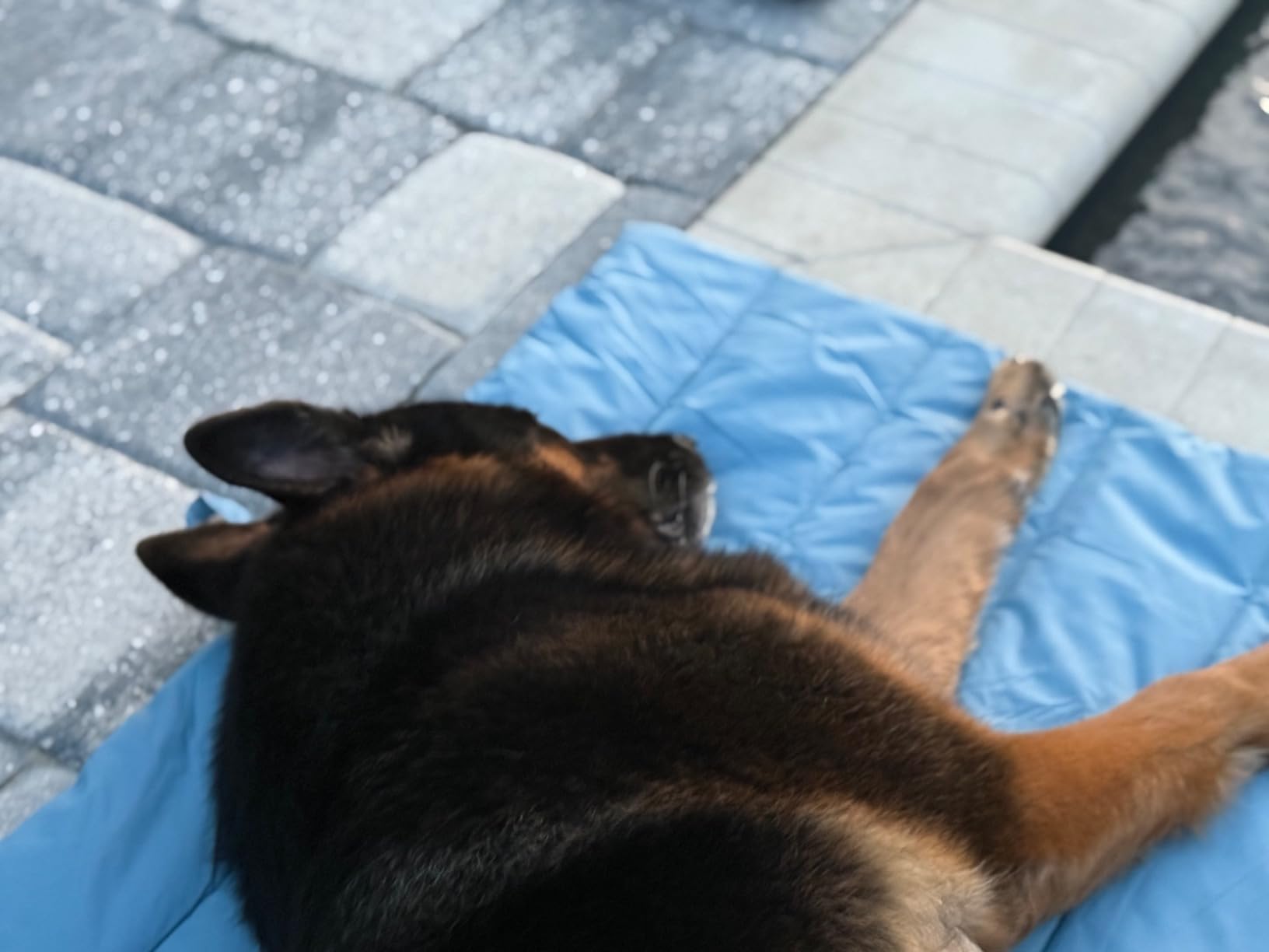 CHEERHUNTING Outdoor Dog Bed, Waterproof, Washable, Large Size, Durable, Water Resistant, Portable and Camping Travel Pet Mat customer photo 2