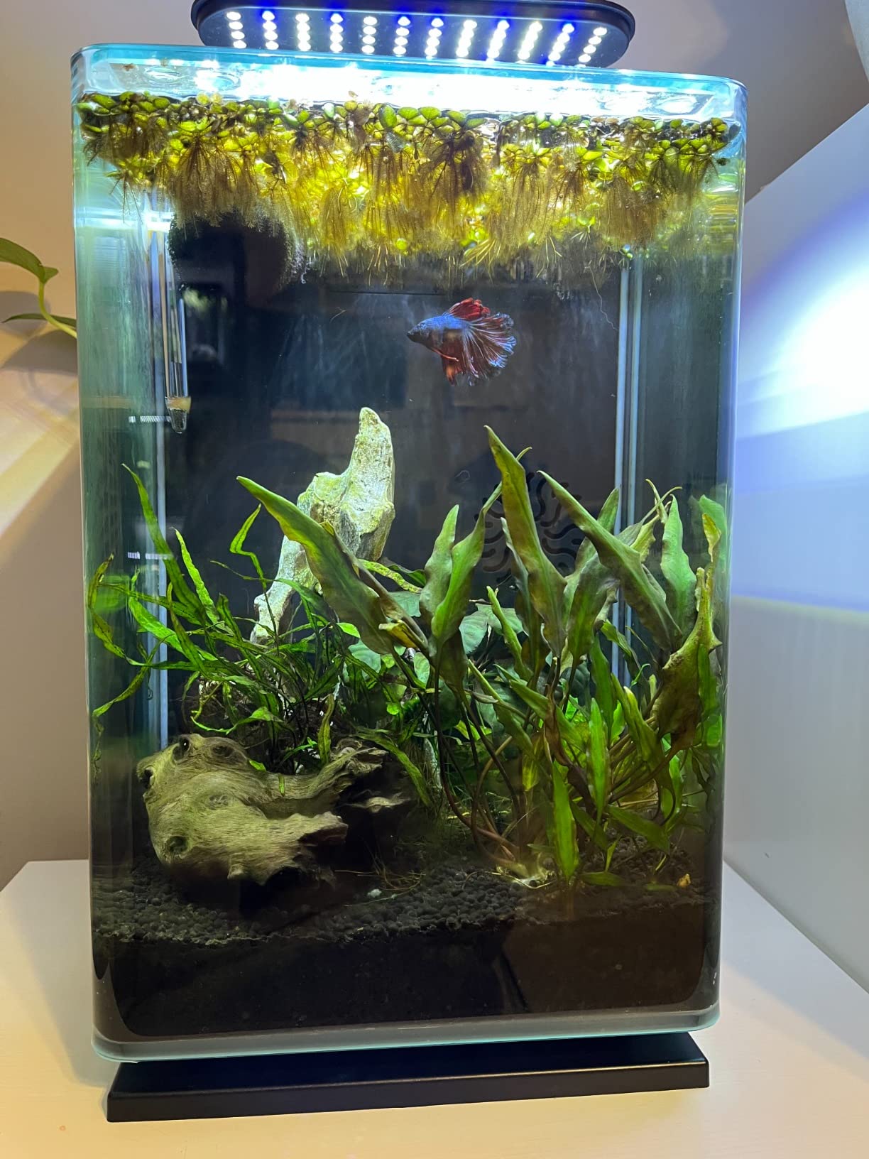 Aqueon Clip-On LED Fish Tank Light for Planted Aquariums, Up to 20 Gal customer photo 1