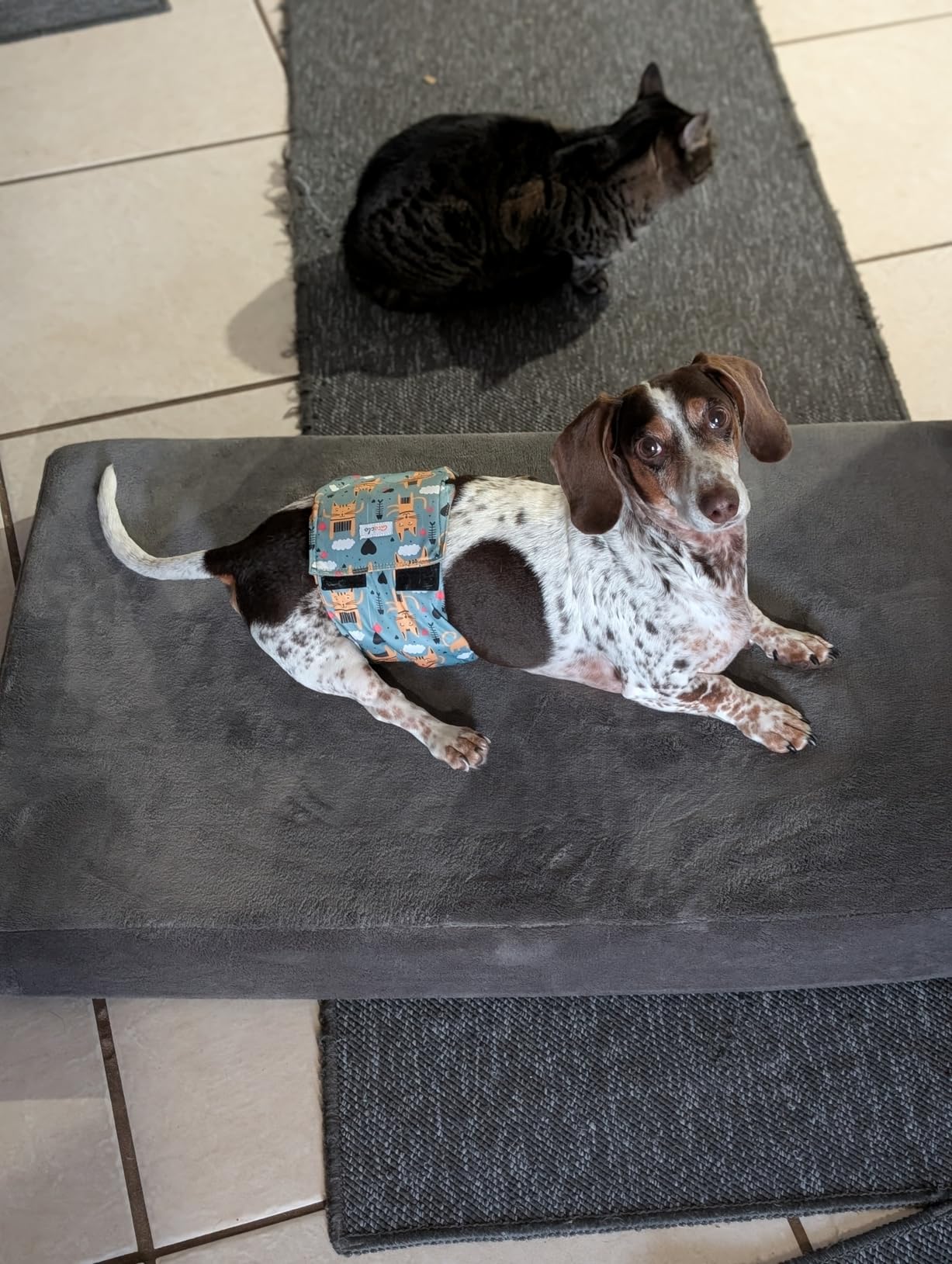 BarkBox Orthopedic Dog Bed - Large | with Memory Foam - Comfortable, Durable & Machine Washable Pet Bed - Grey customer photo 1