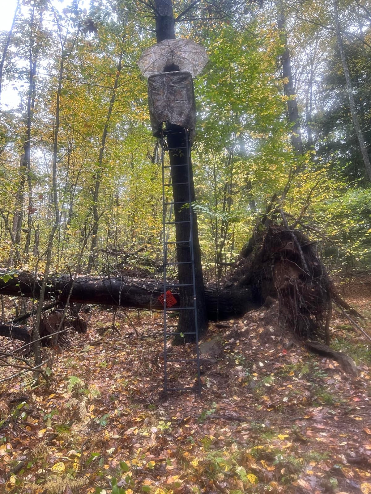 MUDDY Deer Hunting Climbing Adjustable Quiet Heavy-Duty Huntsman Deluxe 17 ft 1-Person Ladder Tree Stand customer photo 1