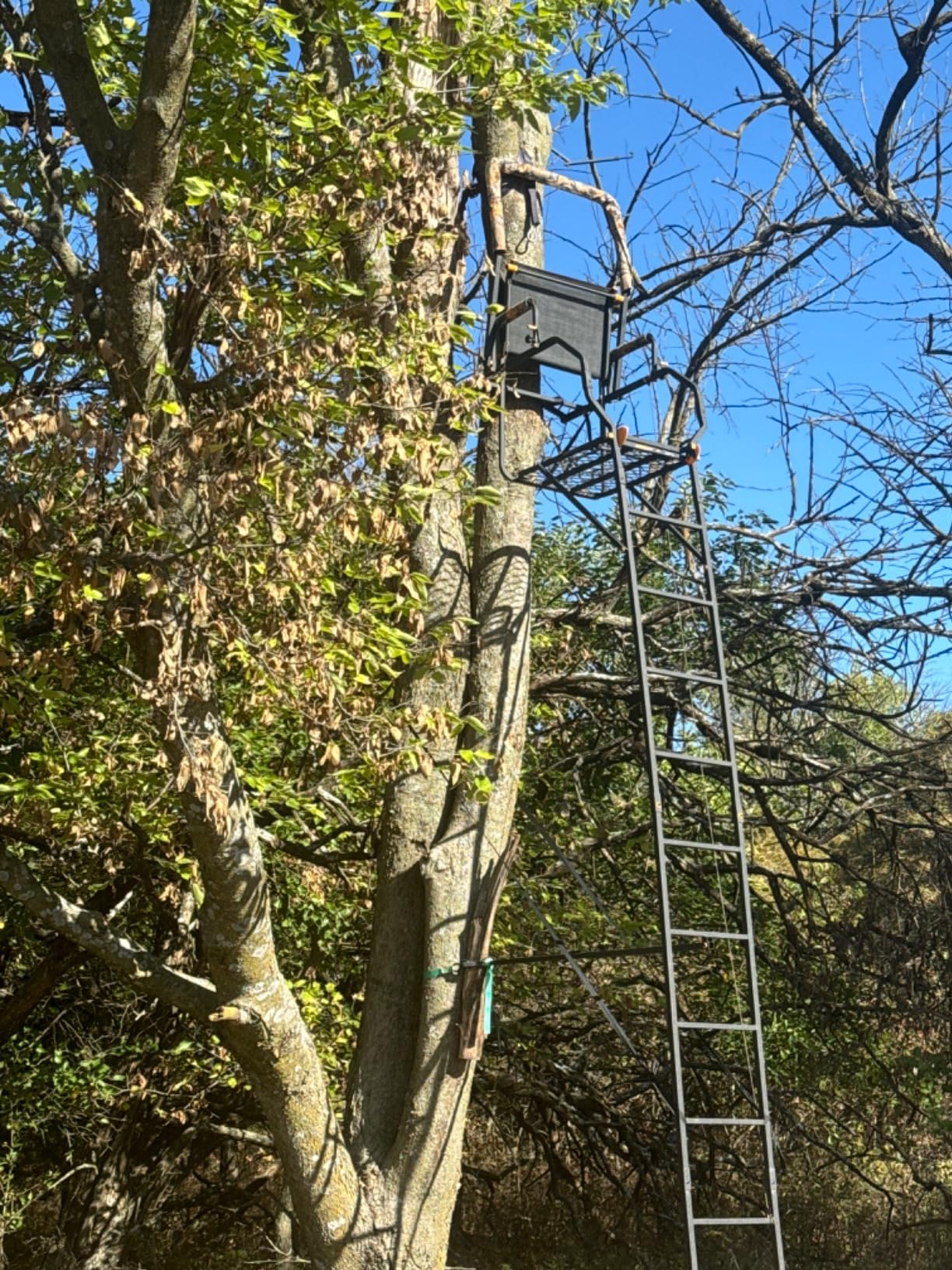 MUDDY Deer Hunting Climbing Adjustable Quiet Heavy-Duty Huntsman Deluxe 17 ft 1-Person Ladder Tree Stand customer photo 2