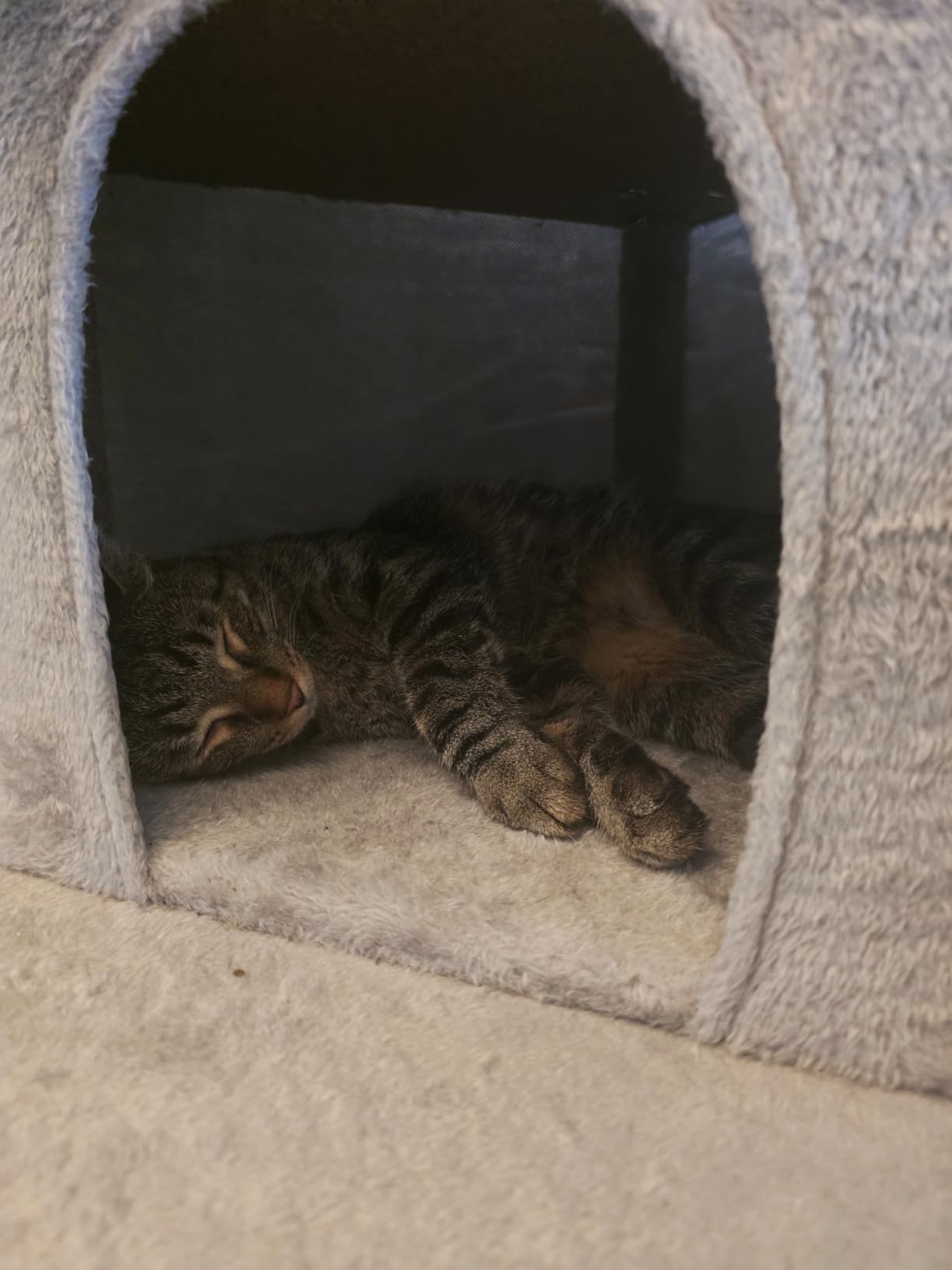 Yaheetech 79in Multi-Level Cat Tree for Multiple Cats with 9 sisal Posts customer photo 1