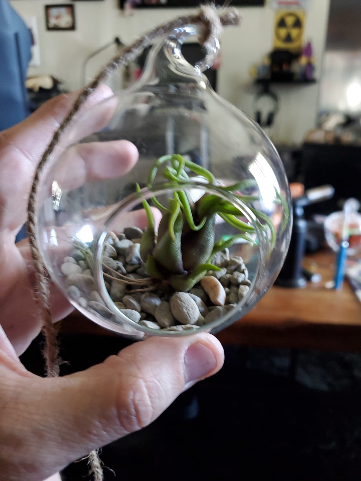Mkono 3 Pack Air Plant Holder, Glass Hanging Planter Terrarium Globe Hanger | for Indoor Live Fern Succulent, Unique Display Jar customer photo 1