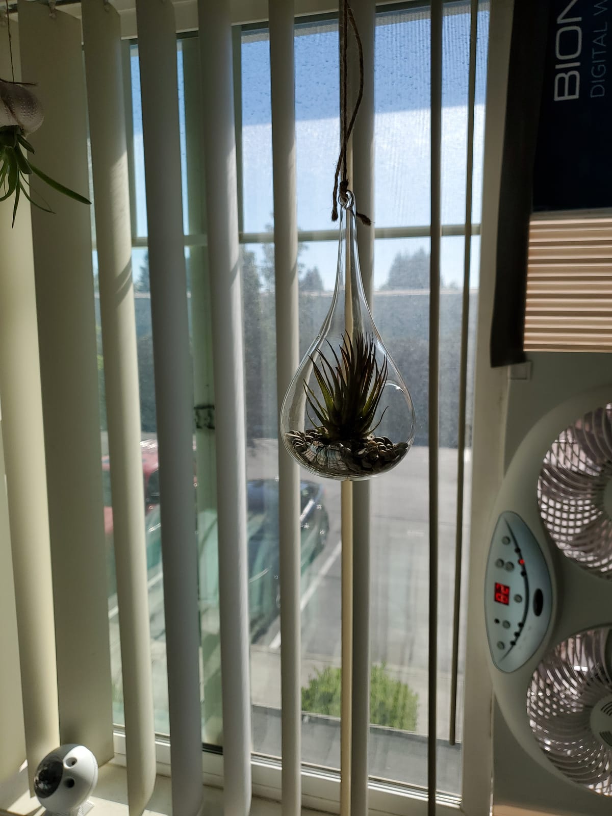 Mkono 3 Pack Air Plant Holder, Glass Hanging Planter Terrarium Globe Hanger | for Indoor Live Fern Succulent, Unique Display Jar customer photo 2