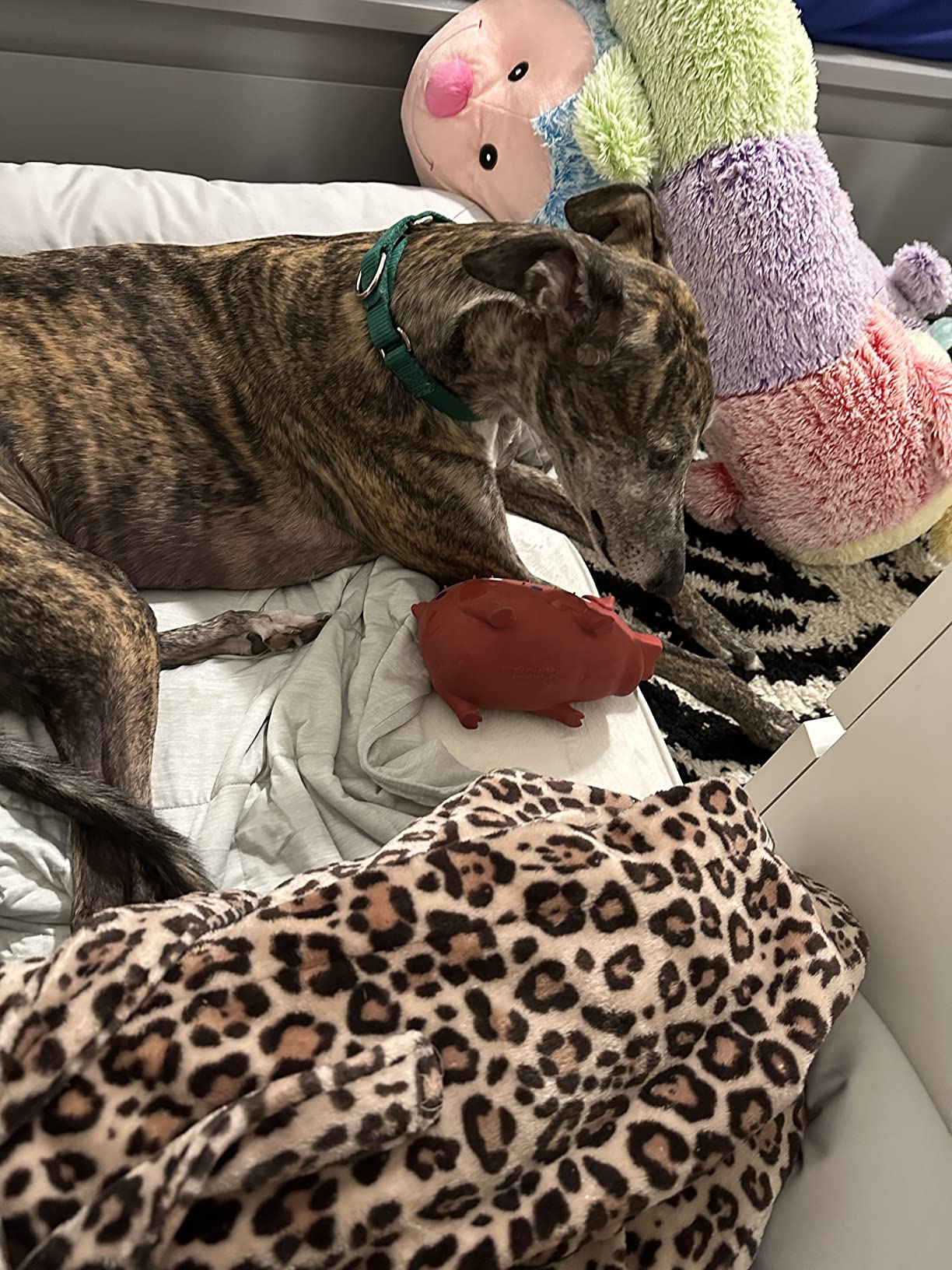 Extra Large Dog Bed w/ Solid 4