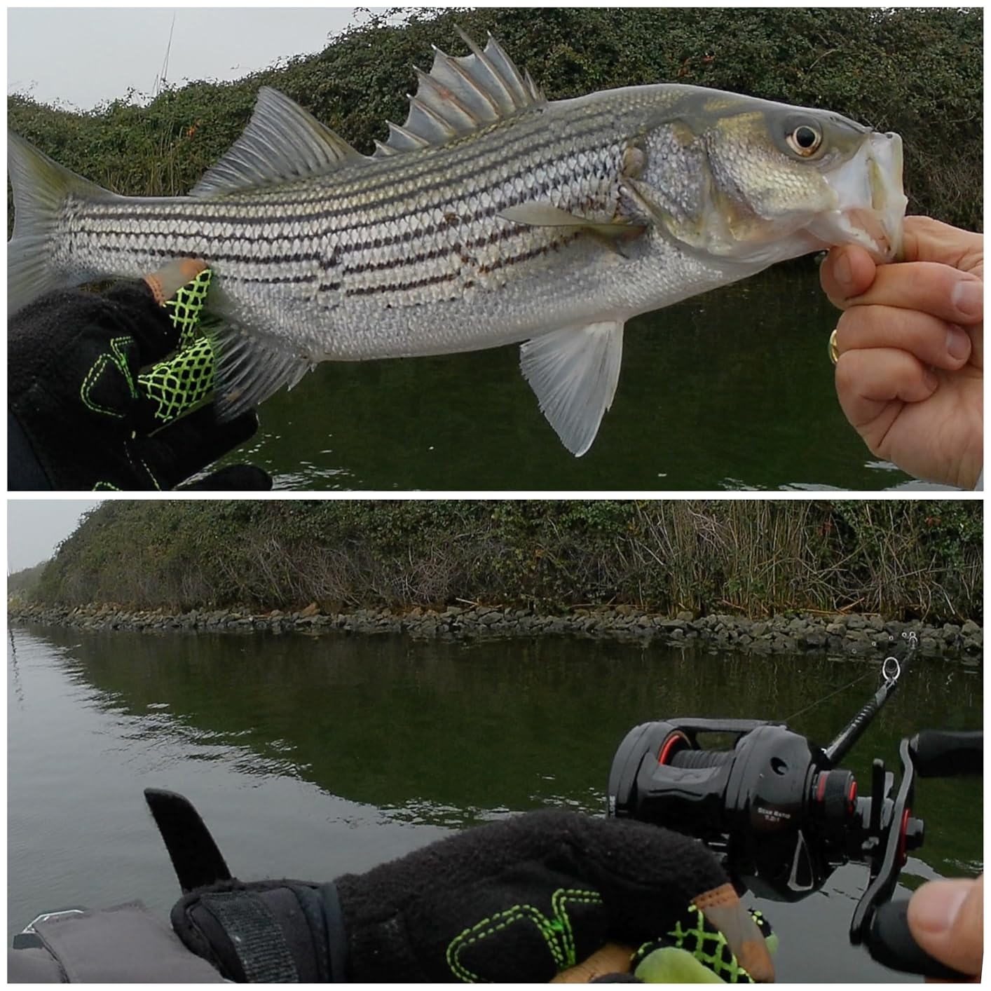 KastKing Royale Legend II Baitcasting Reels, Available in 5.4:1 and 7.2:1 customer photo 1