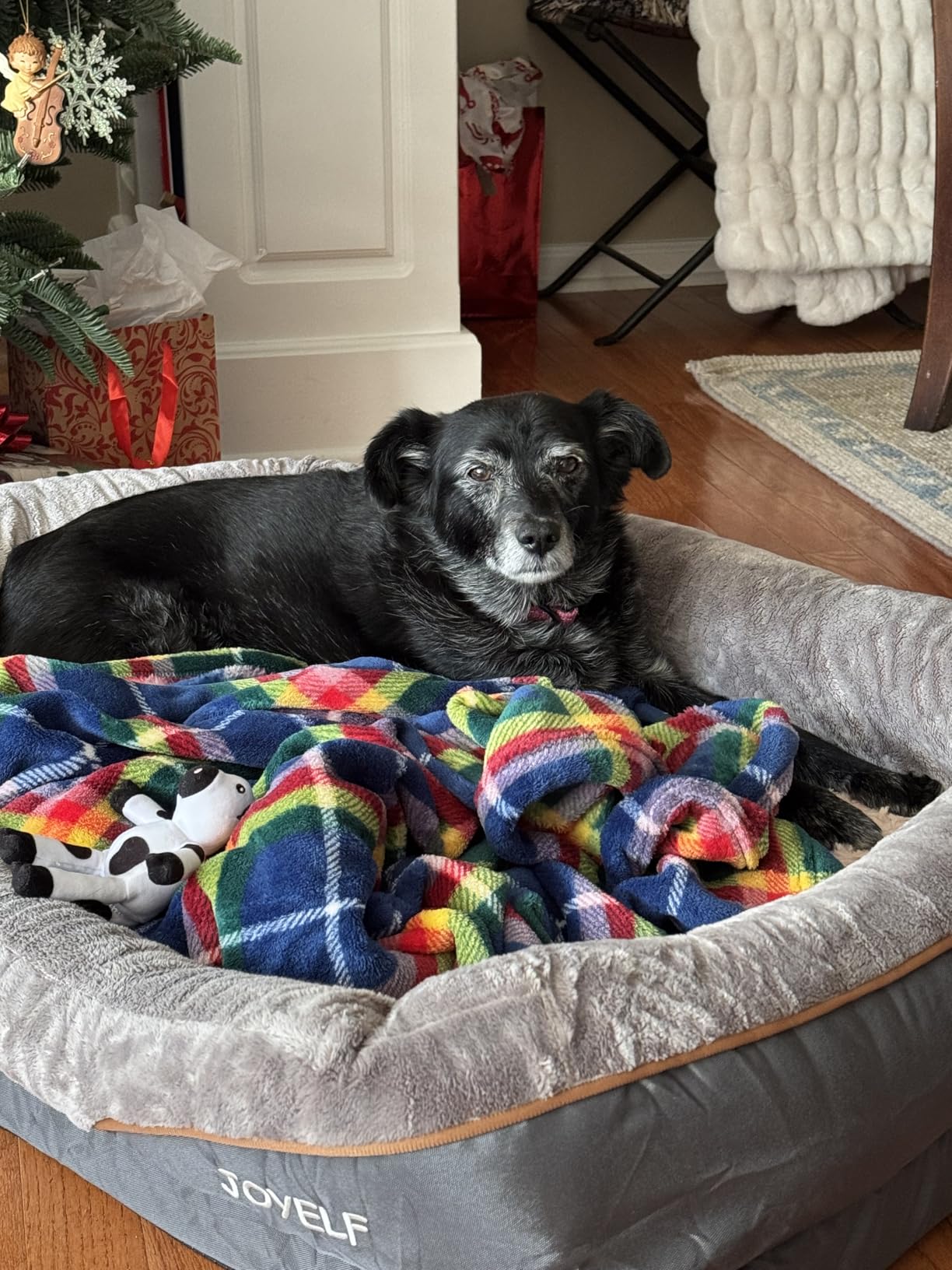 JOYELF XLarge Memory Foam Dog Bed, Orthopedic Dog Bed & Sofa with Removable Washable Cover and Squeaker Toy as Gift customer photo 1
