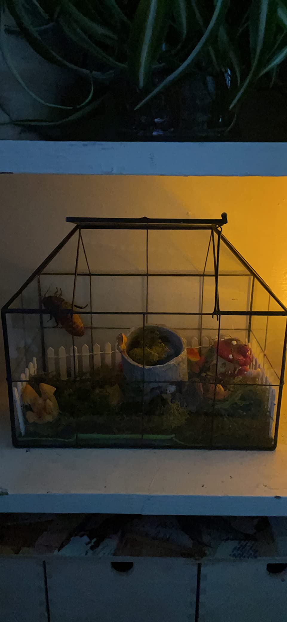 Large Glass Terrarium House Planter - Succulent Plant Terrarium House Shape Glass Greenhouse Terrarium with lid 9.8x7.9x5.9 customer photo 1
