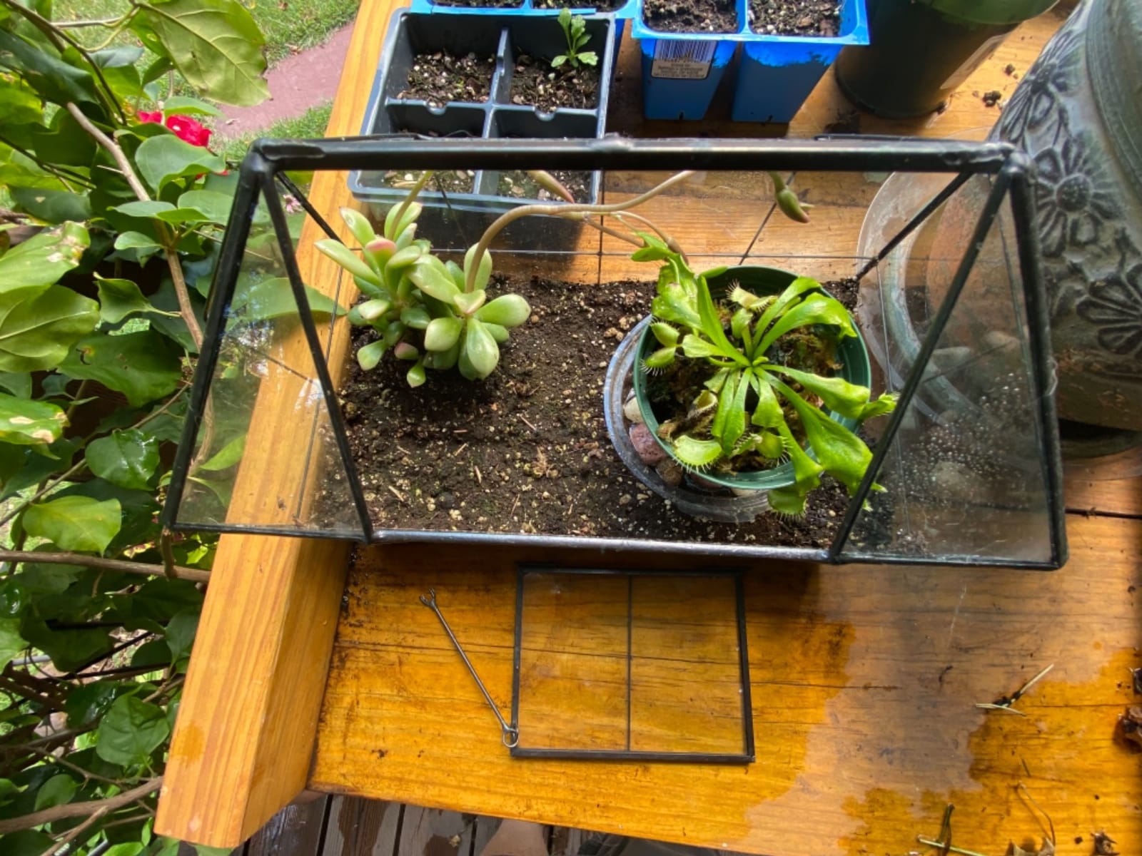 Large Glass Terrarium House Planter - Succulent Plant Terrarium House Shape Glass Greenhouse Terrarium with lid 9.8x7.9x5.9 customer photo 2